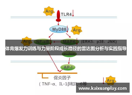 体育爆发力训练与力量阶段成长路径的雷达图分析与实践指导
